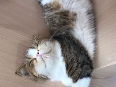 -瞄一喵猫咖(格力海岸店)