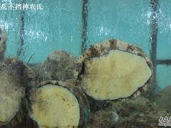 活着时候的鲍鱼-海岛渔村大酒店(云霄路店)