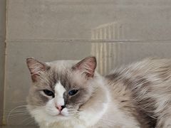 -猫房·猫吧·猫咖(龙湖时代汇店)