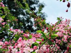 -四川大学(望江校区)