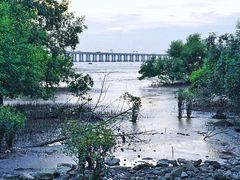 -宝安西湾红树林湿地公园