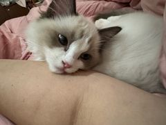 -八公叔叔宠物美容连锁(春申店)