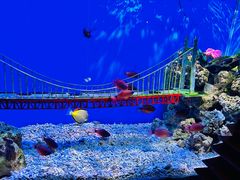 -太平洋海底世界