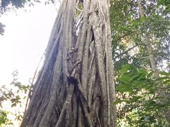 -中国科学院西双版纳热带植物园