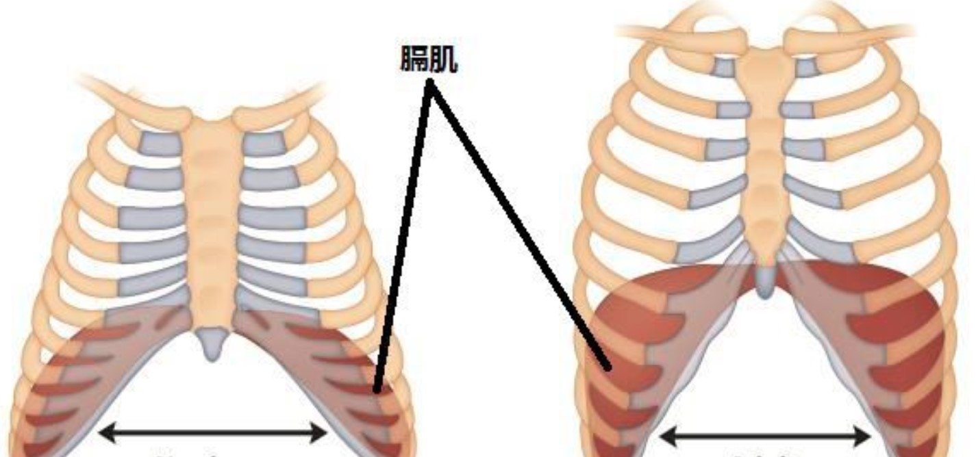 胸廓高图片