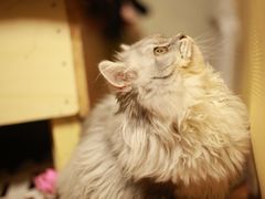 -瑞鹏宠物医院·爱宠堂·骨外专科(西荷分院)