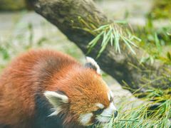 -常州淹城野生动物世界