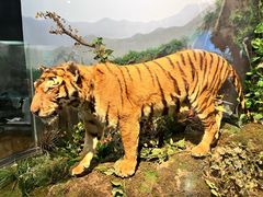 -陕西自然博物馆