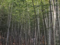 -午潮山国家森林公园