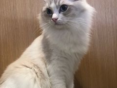 -CAT’S MEWSTAR CAFE·喵星球猫屋(晴湾咖啡店)