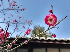 -八大山人梅湖景区