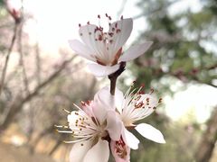 -香山公园