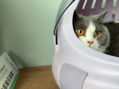 -伟伟宠物医院·瑞派猫友好医院·猫科(光谷店)