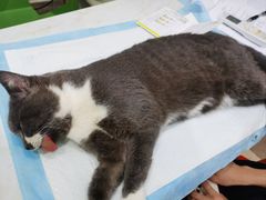 -福懋动物医院·犬猫全科·外科·重症科(杏林分院)