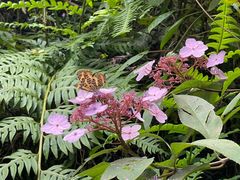 -西岭雪山大飞水景区