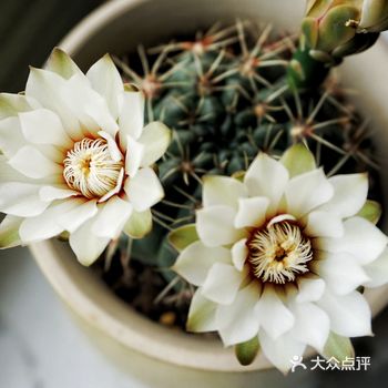 开花机器之名的仙人球 散养了一年，终于开花了