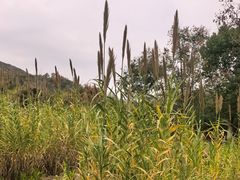 -习家池