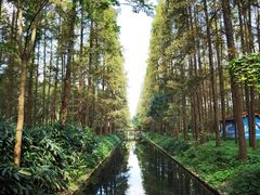 -东平国家森林公园