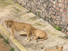 -西霞口神雕山野生动物世界