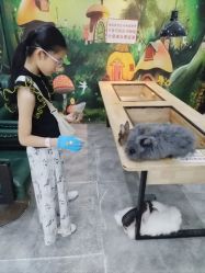 点击看大图 -神奇动物撸宠馆·羊驼·小浣熊·异宠(豫园店)