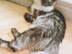 -十年猫舍·猫咪专门店(普陀店)
