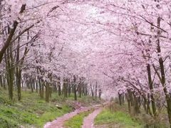 -高东镇樱花园