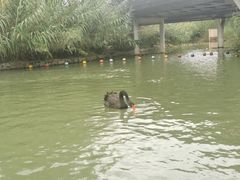 -苏州上方山国家森林公园