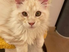 -猫腻·猫咖·撸猫馆(星光大道店)