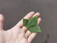 -昆明植物园