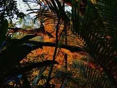 -深圳仙湖植物园