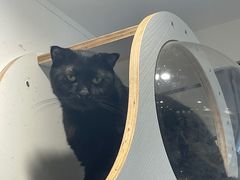 -楼上猫咖(罗湖店)