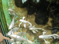 -太平洋海底世界