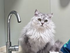 -伟伟宠物医院·瑞派猫友好医院·猫科(光谷店)