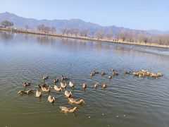 -野鸭湖国家湿地公园