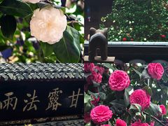 -峨眉山报国寺