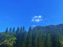 -深圳仙湖植物园