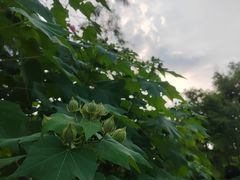 -云溪植物园