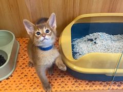 -欣宠猫屋·矮脚拿破仑·蓝金金渐层