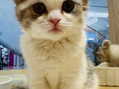 -屋虎猫馆(宝安大仟里店)