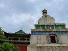 -塔尔寺菩提树