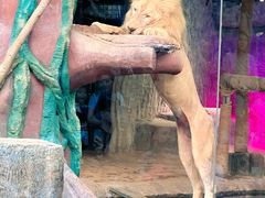 -清迈夜间动物园