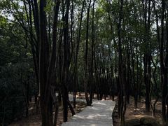 -火炉山森林公园