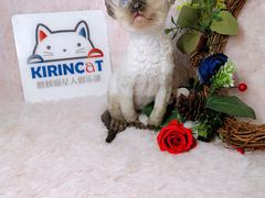 -十年猫舍·猫咪专门店(普陀店)