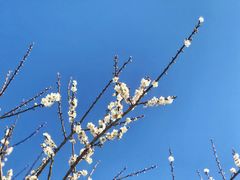-广州市流溪河国家森林公园