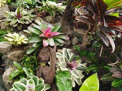 -北京植物园-展览温室