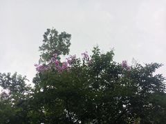 -大屏嶂森林公园