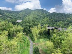 -大唐贡茶院
