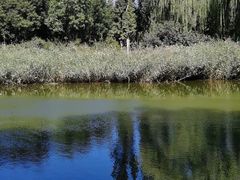 -大兴滨河森林公园