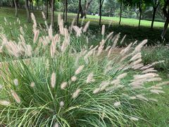 -眉山湿地公园(东坡区)