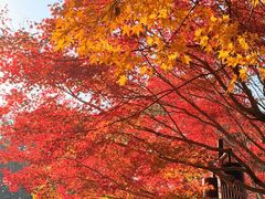 -西湖外事游船(花港观鱼码头)